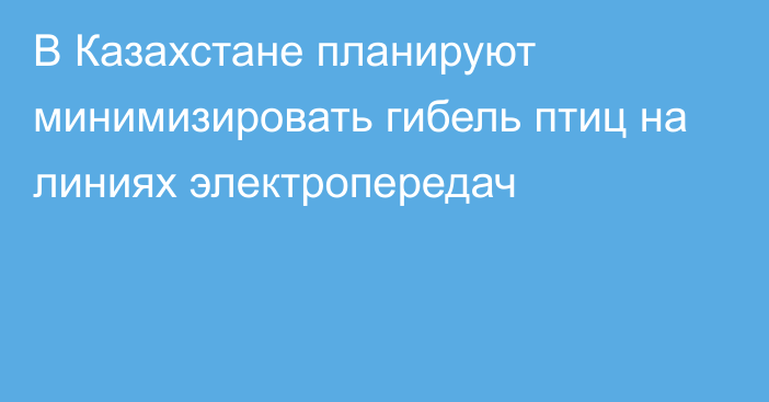 В Казахстане планируют минимизировать гибель птиц на линиях электропередач