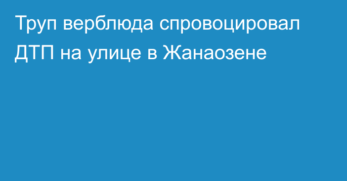 Труп верблюда спровоцировал ДТП на улице в Жанаозене