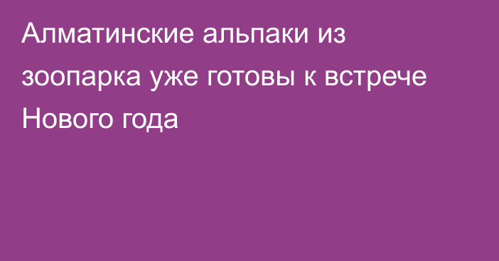 Алматинские альпаки из зоопарка уже готовы к встрече Нового года