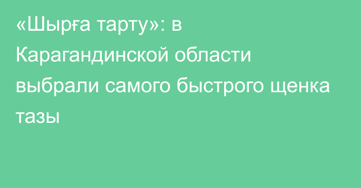 «Шырға тарту»: в Карагандинской области выбрали самого быстрого щенка тазы