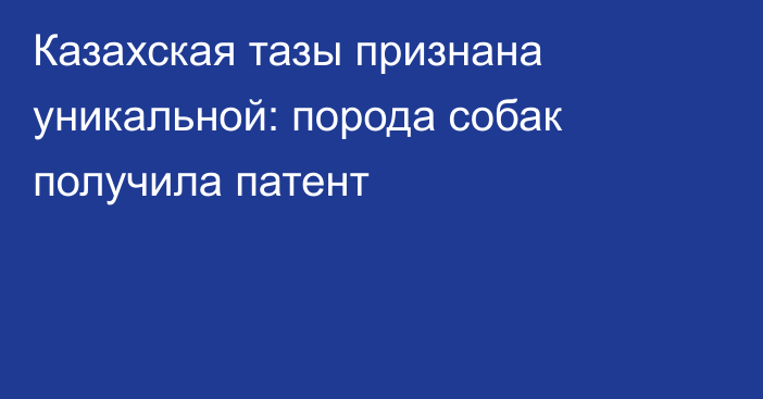 Казахская тазы признана уникальной: порода собак получила патент