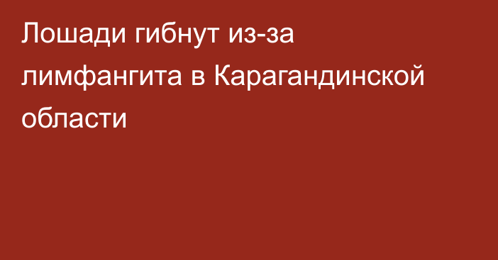 Лошади гибнут из-за лимфангита в Карагандинской области