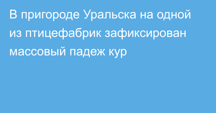 В пригороде Уральска на одной из птицефабрик зафиксирован массовый падеж кур