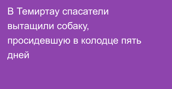 В Темиртау спасатели вытащили собаку, просидевшую в колодце пять дней